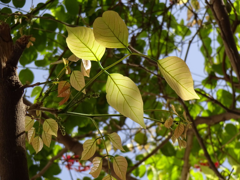 growth, branch, yellow, beauty in nature, no people, green color, 4K, leaf vein, lensblur, tree, tranquility, defocused, day, 3 pm, sunlight, plant, outdoors