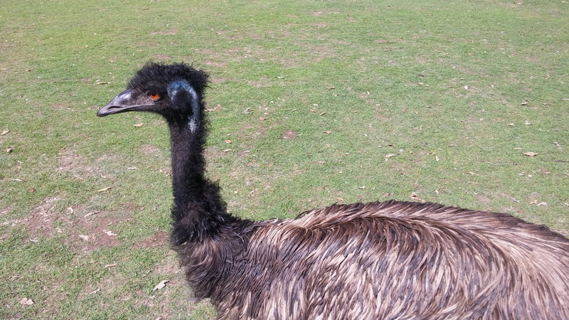 pm, animal neck, black color, vertebrate, animal themes, animal, grass, outdoors, zoo, animals in the wild, the citys new, one animal, plant, green color