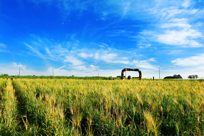 no people, landscape, green, agriculture, land, sky, blue sky, the people i enjoy, scenics - nature, sky park, barley field, cloud - sky, tranquil scene