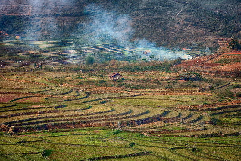 no people, countryside, rice - cereal plant, rice, tree, home, land, rice field, plant, nature, terraced field, pm, beauty in nature, mountain, jasmine