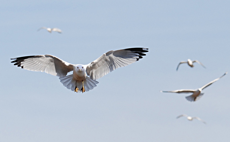animal wildlife, animal themes, animals in the wild, flock of birds, Animals, nature, motion, moril, no people, day, photo, sky, 4K, Birds, black-headed gull