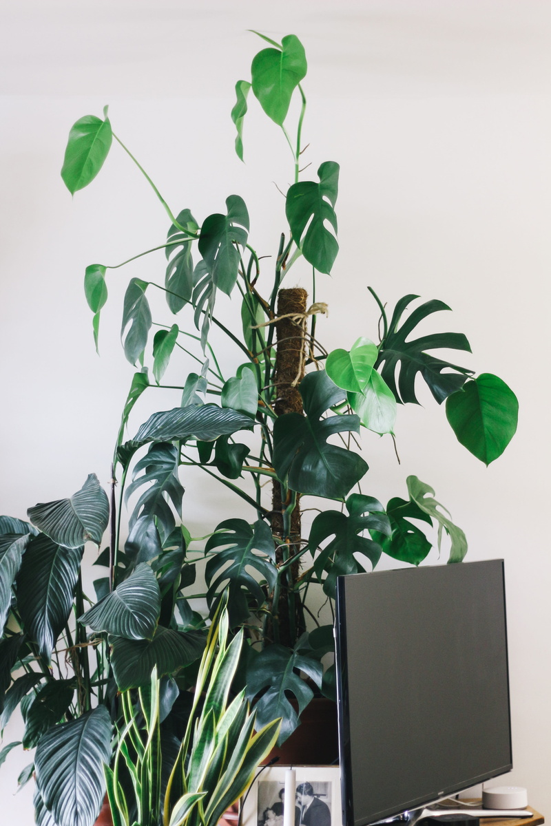 house plant, desk, green, livingroom, design, office, diningroom, television, green Color, turned, foliage, leaves, backgrounds, business, flat screen