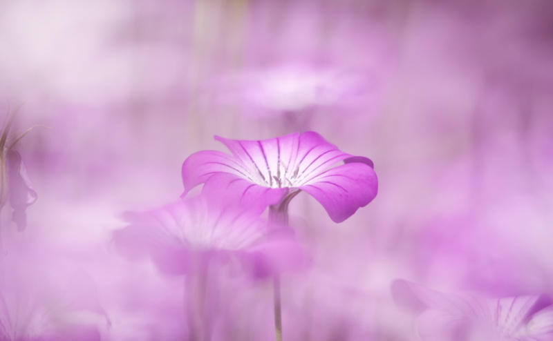 Aero, fragility, flowers, mark3, petal, kobaken, pink color, focus on foreground, inflorescence, nature, Outdoors, flower head, plant, freshness, markiii