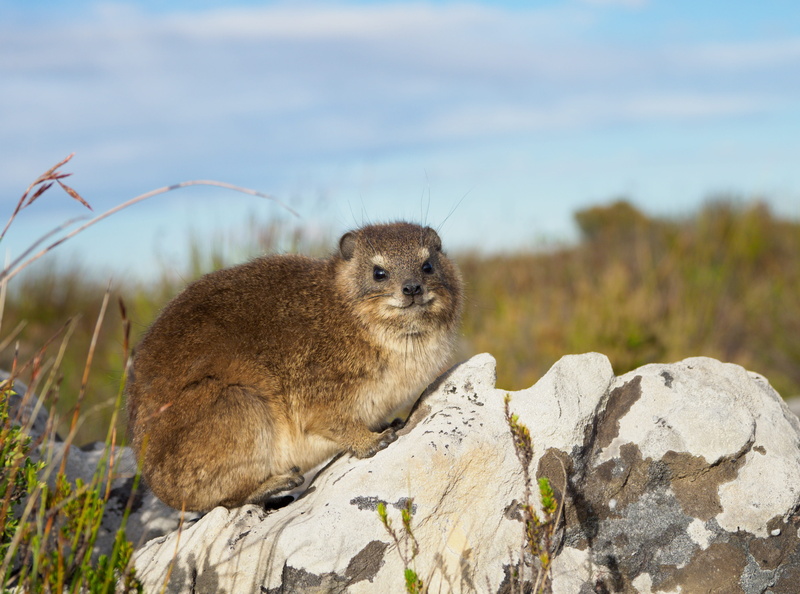 focus on foreground, wildlife, cute, rock - object, no people, animal themes, outdoors, wild, table mountain, dassie, one animal, fauna, animal, mammal