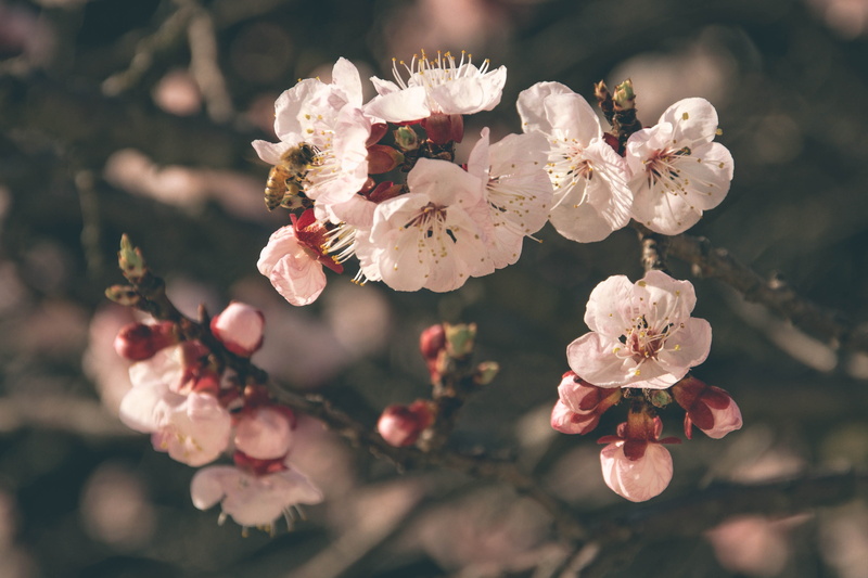 sunset, moody, moodygrams, flower head, freshness, sun, no people, growth, tree, springtime, reflections, sunsetvision, outdoors, 2K, vulnerability, artofvisuals