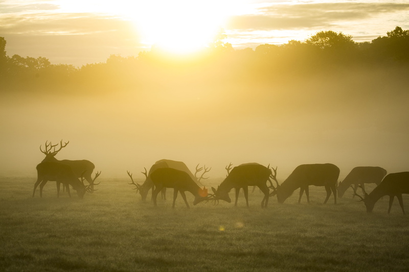 silhouette, plant, herbivorous, backgrounds, sky, sun, grassland, animal backgrounds, outdoors, animal, field, hd, lens flare, sunset