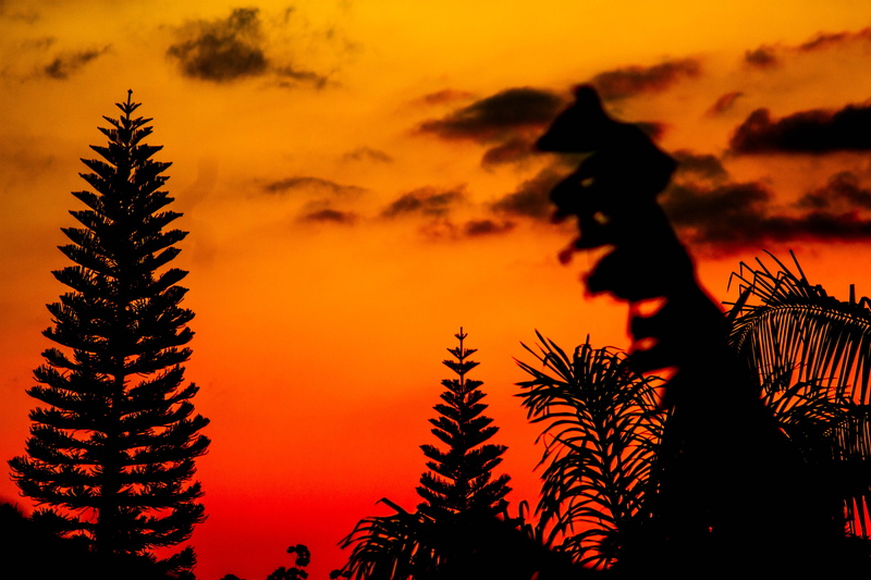 scenics - nature, hd backgrounds, ornament, hour, outdoors, dawn, hd, non-urban scene, low angle view, cool backgrounds, tree, pine tree, sunset