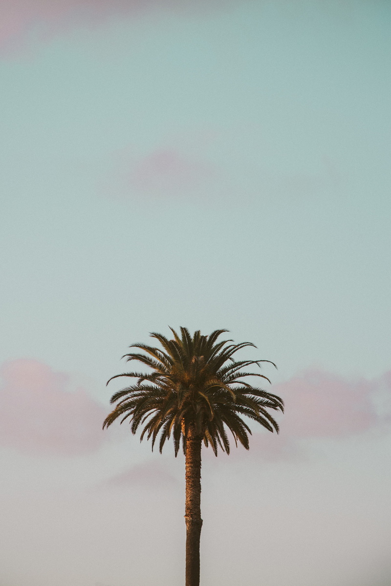 green, arecaceae, computer backgrounds, outdoors, tumblr backgrounds, usa, low angle view, tall - high, sky, tree trunk, summer, california, palm leaf