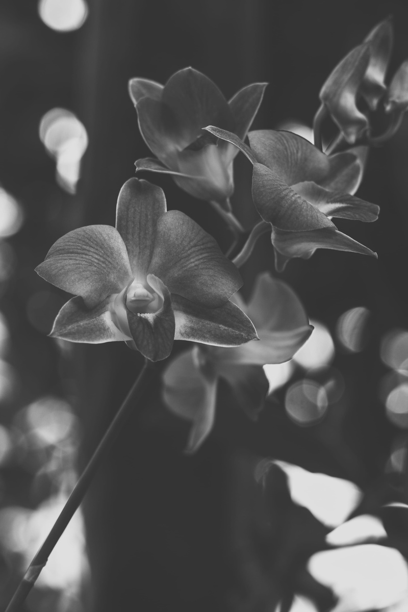 dark, light, petal, growth, botany, black sky, plant, focus on foreground, close-up, nature, inflorescence, plant stem, 4K, galeria, love, no people, back