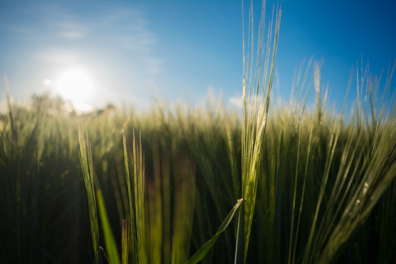 erba, landscape, agriculture, nature, crop, close-up, tranquility, 5K, no people, environment, cereal plant, tumblr, outdoors, morning, wheat