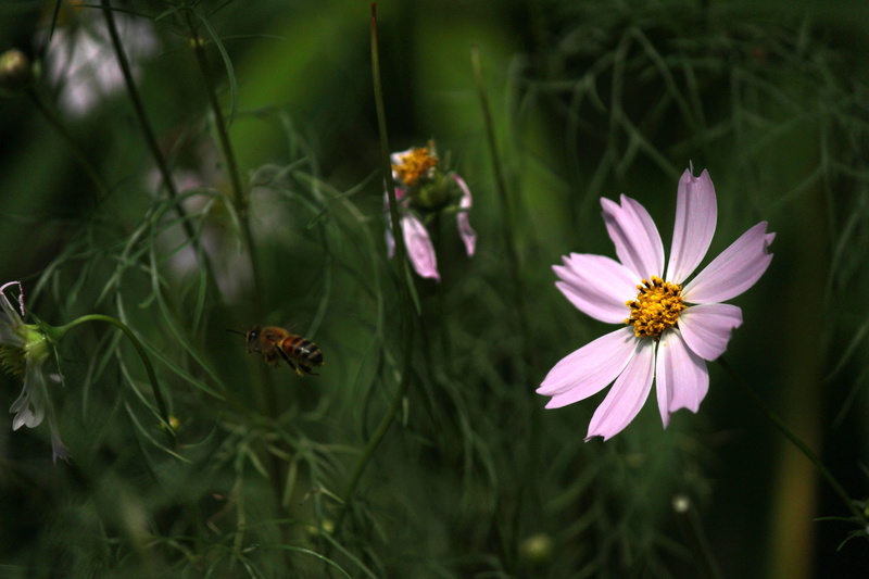 plant, affix, beauty in nature, animal, flight, 5K, close-up, insects, growth, abstract, pollination, leave, flower head, one animal, animal themes