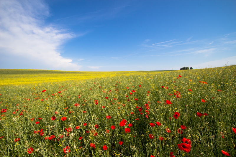 arable, no people, agriculture, crops, farm, eifel, flowering yellow, environment, clouds, green color, edge of the woods, poppy, field of flowers, beauty in nature