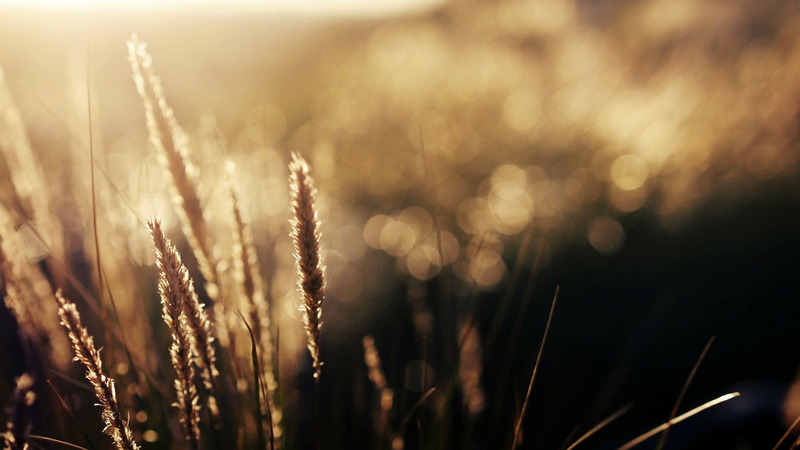 field, flowers, sunlight, meadow, rural, environment, close-up, golden, sky, farm, grain, farmland, no people, grass, light, growth, farming, rural scene