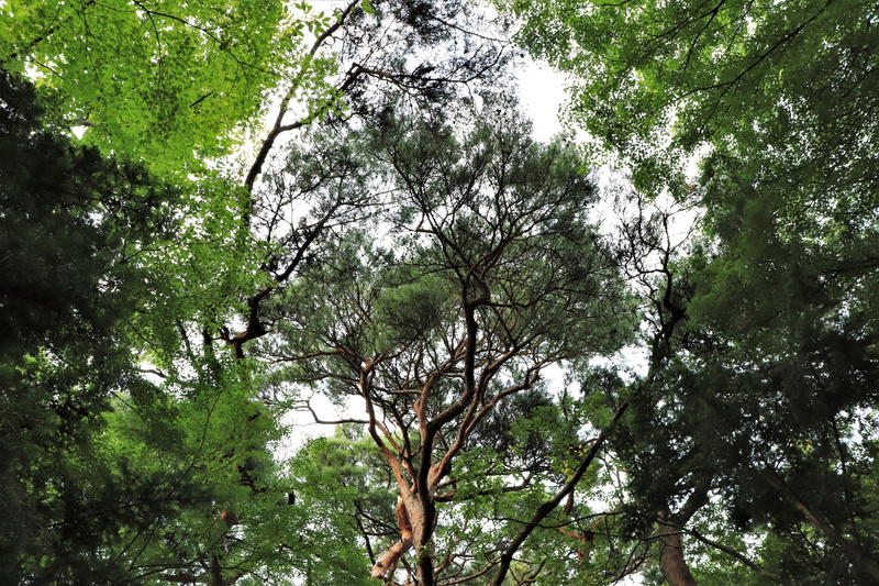 water, korean, tourism, outdoor, pine, this safari, tour, the nature of the, sol, scenics - nature, tree canopy, rock, brown, south, travel, blue, pine tree