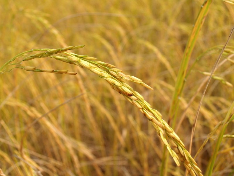 finance, vegetable, gold Colored, stem, formal garden, economical, macro, field, autumn, ear of wheat, rural Scene, Asia, harvesting, landscaped, close-up
