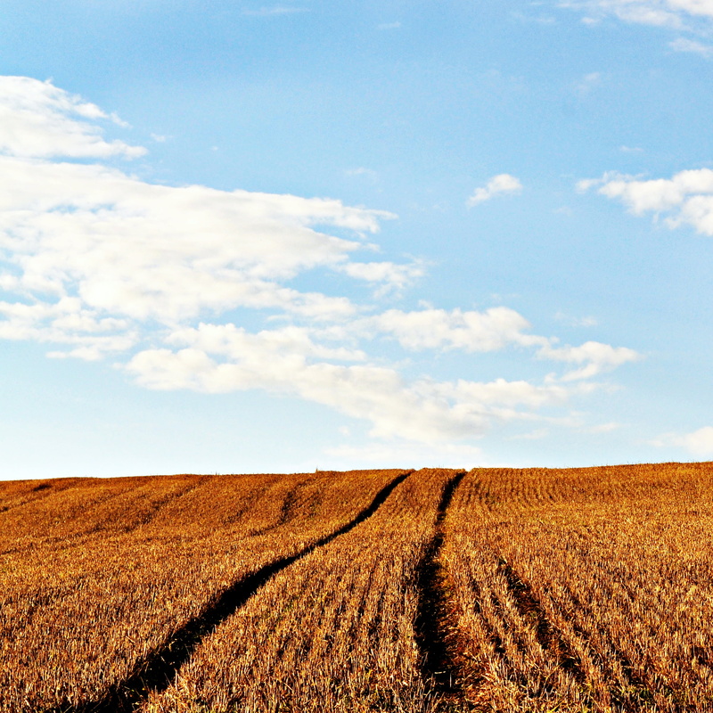 yellow, landscape, outdoors, harvesting, blue sky, horizon, white, season, blue, 1080P, landscaped, golden  square, land, summer, grass, simple, plant