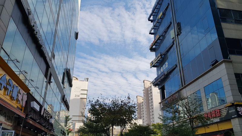 residential district, built structure, sky, tree, building, window, plant, low angle view, 2K, sunlight, songdo, building exterior, architecture, day