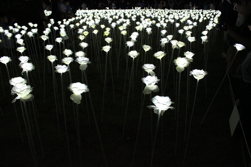 night view, decoration, outdoors, inflorescence, nature, fragility, plant stem, flowering plant, artificial, freshness, white color, plant, white roses