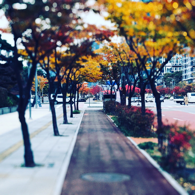 park - man made space, park, the way forward, no people, outdoors, architecture, city, direction, change, autumn, treelined, plant, 1080P, transportation
