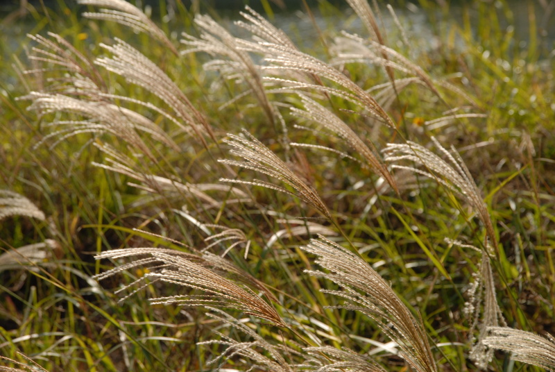 close-up, animal wildlife, songdo central park, beauty in nature, selective focus, animal themes, blade of grass, animal, focus on foreground, grass, day