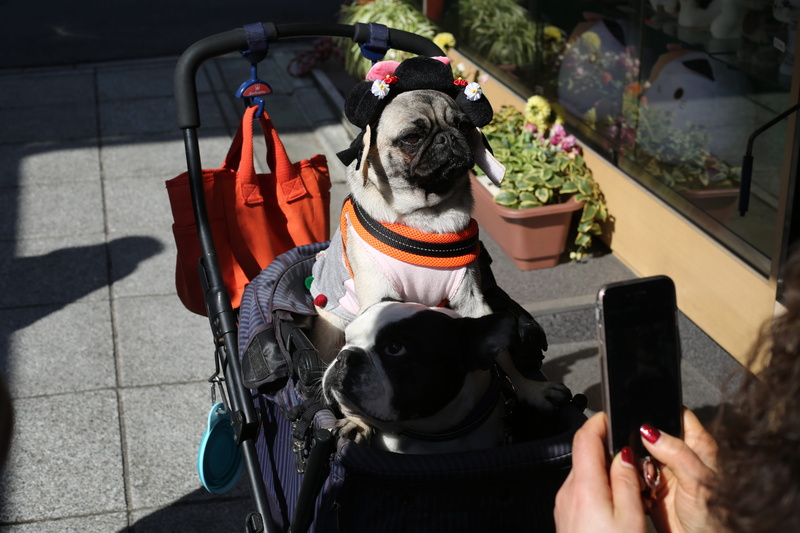 phone, domestic, portable information device, pug, photograph, portrait, wireless technology, jar, tokyo station, canine, talking, mammal, day, 5K, person