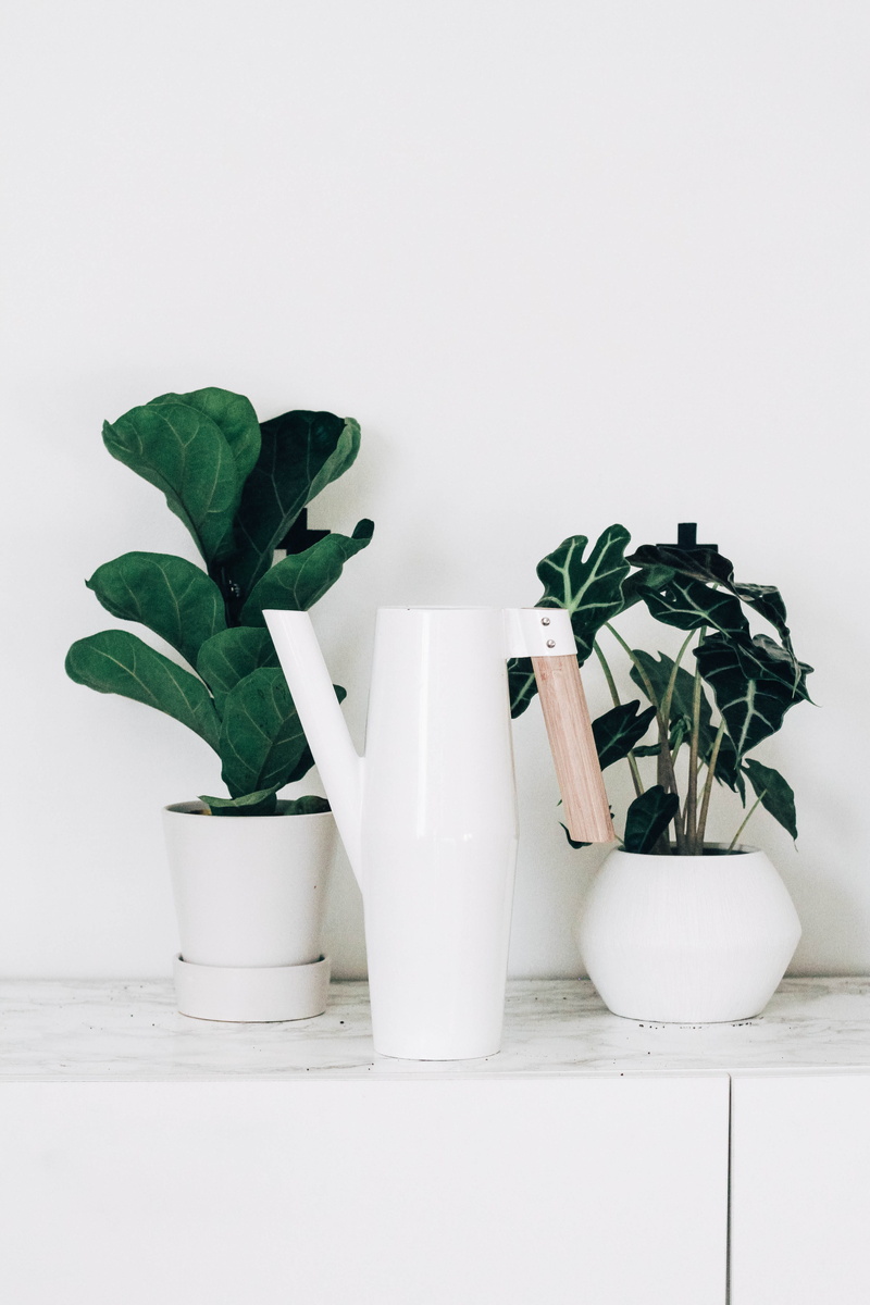 table, herbs, freshness, growth, wall, green color, herb, jar, blossom, watering can, leaves, plant part, planter, nature, food, white background, plants