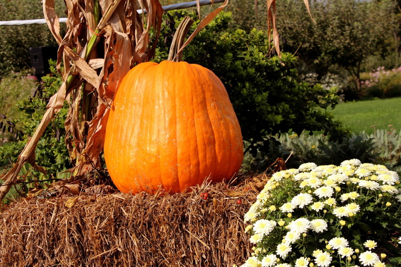 pumpkin, field, plant, no people, close-up, celebration, orange color, autumn, orange, land, vegetable, food, nature, harvest festival, hay bale, day, halloween