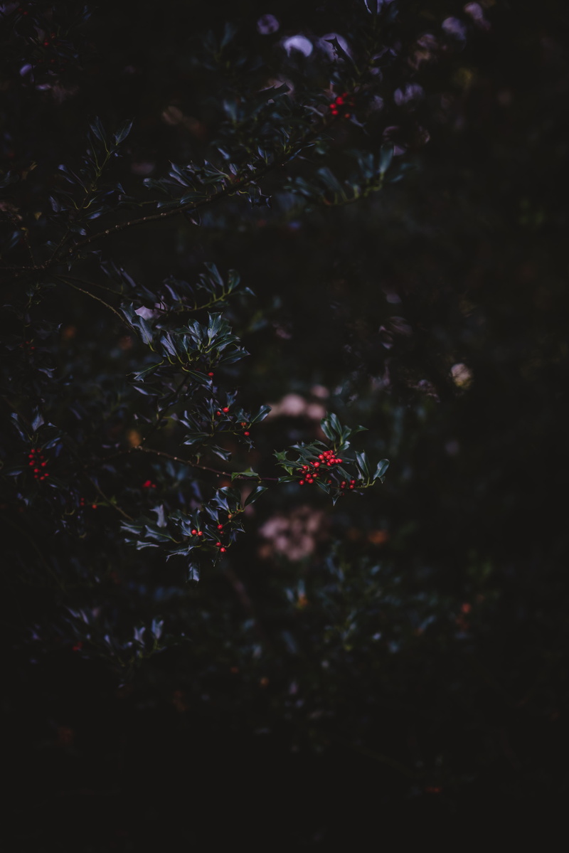 mood, fall, bush, green, backgrounds, red, national park, season, plant, summer, autumn, holly berry, seasonal, festive, no People, berry, fruits, moody edit
