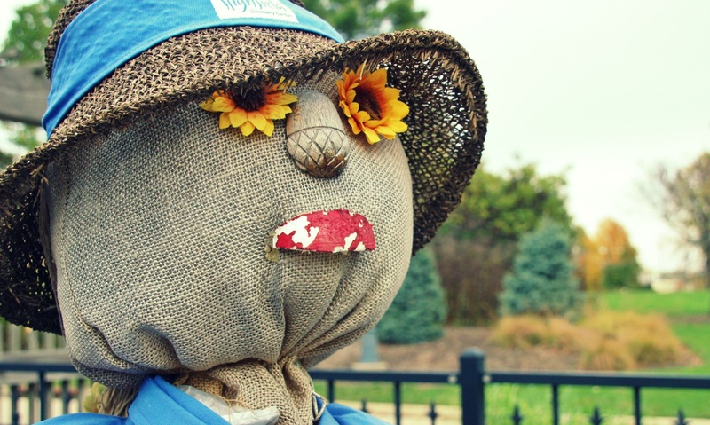 no people, clothing, textile, thanksgiving, garden, fall, animal, nature, harvest, invertebrate, hat, festival, sunflowers, animal wildlife, close-up, rural