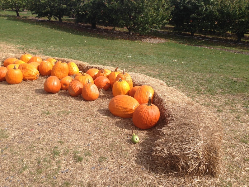 autumn, fall, decoration, freshness, sunlight, halloween, october, holiday, land, seasonal, no people, harvest, gourd, november, agriculture, vegetable