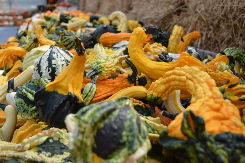 fall season, retail, healthy eating, wellbeing, food, market, vegetarian food, harvest, pumpkin, day, fall background, october, 5K, yellow, fall festival