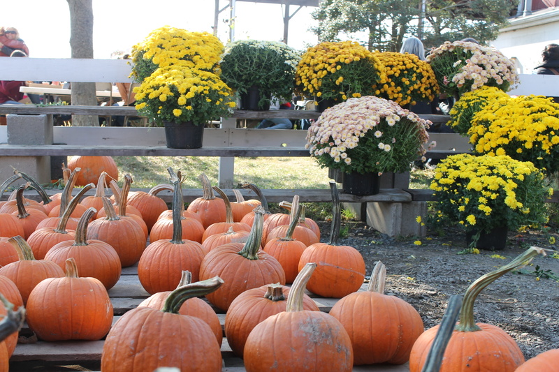 orange color, halloween, picking, autumn, ripe, natural, harvest, day, pumpkin, country, garden, fall, food, rural, agriculture, season, arrangement, flower pot