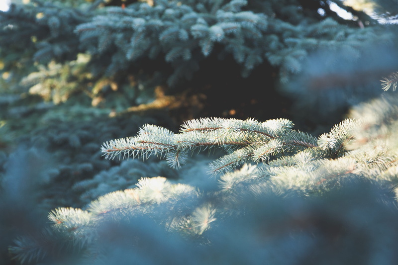 light, nature, trees, festive, forest, autumn, tranquility, tree farm, garden, october, tree, sun, pine needle, focus on foreground, pine, outdoor, winter
