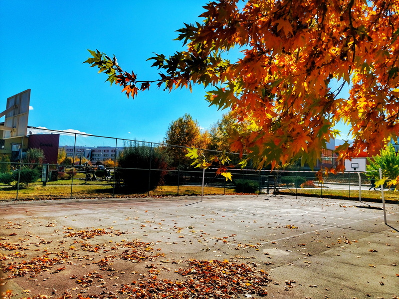 orange color, leaves, growth, landscape, nature, architecture, tree, change, leaf, table fall, colorful, sky, spring festival, beautiful, building exterior