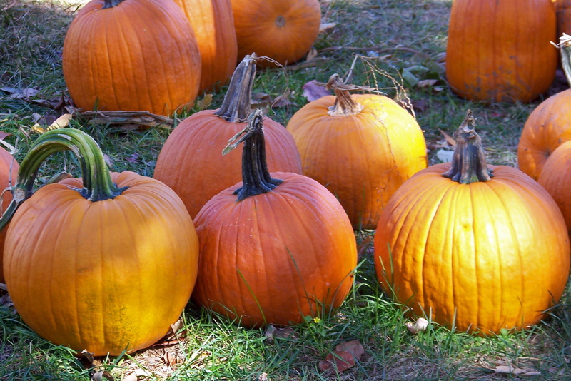 2K, harvest, land, thanksgiving, ground, agriculture, festive, festival, october, traditional, celebration, nature, freshness, grass, bunch, no people