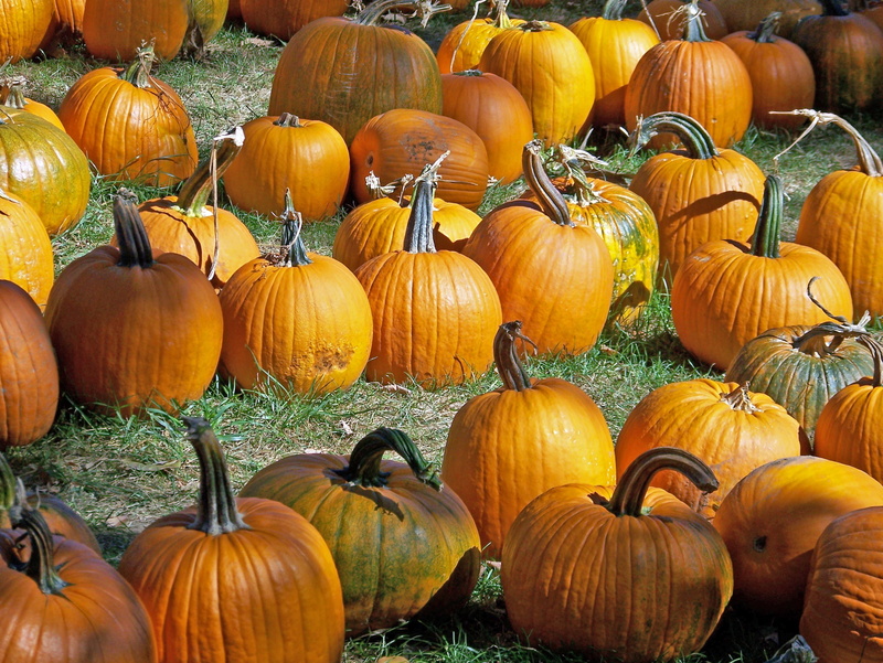 foliage, market, fall, no people, 2K, october, food, wellbeing, pumpkin, nature, harvest, autumn, thanksgiving, choice, traditional, field, abundance