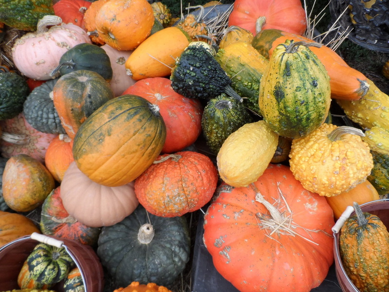october, squash, autumn, stem, fall, freshness, variation, farm, arrangement, fresh, market, fruit, orange color, no people, field, gourd, holiday, vibrant