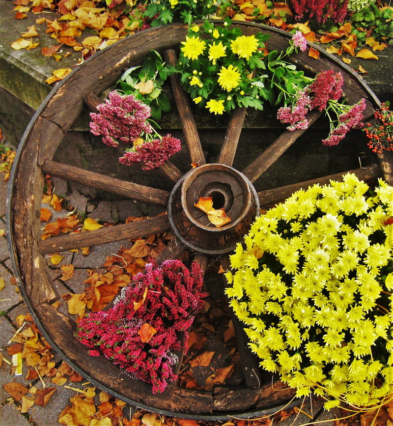 flowering plant, plant, purple, close-up, flower, autumn, herbstdeko, growth, autumn decoration, high angle view, fragility, yellow, decoration, freshness