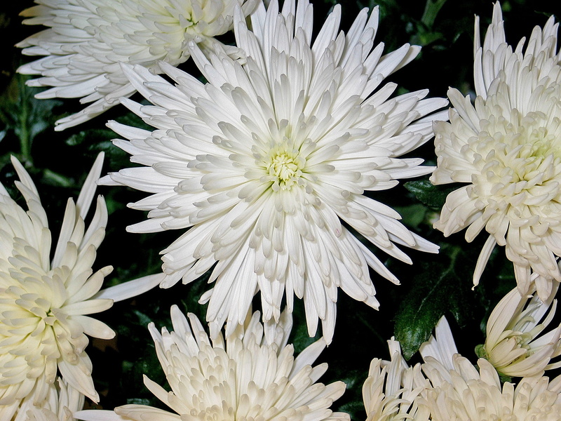 garden, nature, flower, vulnerability, floristry, bouquet, impression, floral decoration, inflorescence, purity, floristisch, full frame, arrangement, no people