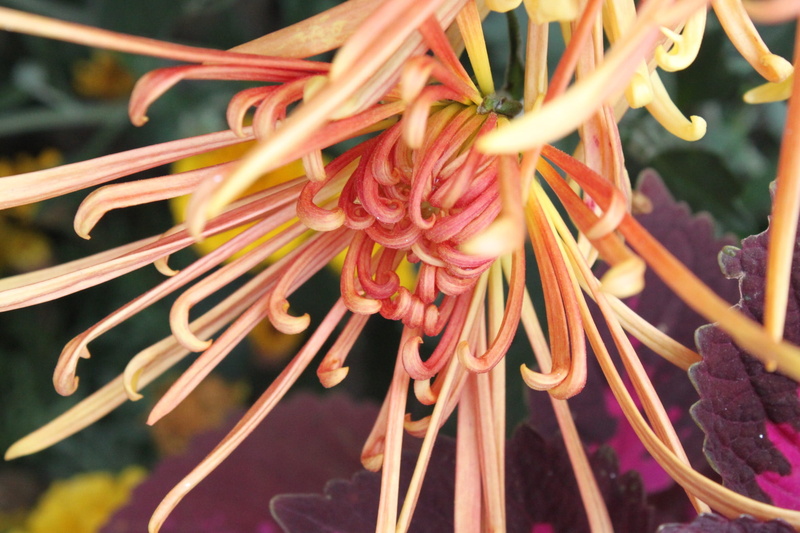 day, pollen, flower head, vulnerability, growth, botany, focus on foreground, chung yeung festival, freshness, selective focus, 1080P, no people, petal