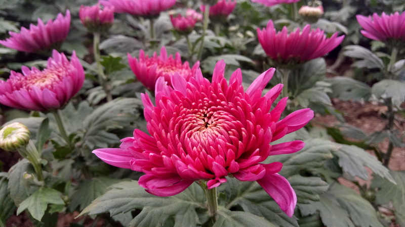 outdoors, petal, chung yeung festival, plant, close-up, springtime, nature, chrysanthemum, purple, flowerbed, flowering plant, growth, red, day, leaf, focus on foreground