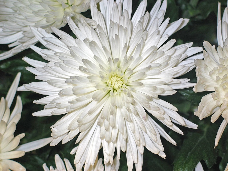 1080P, botany, festivity, flora, garden, day, impression, autumn, bouquet, arrangement, table decoration, purity, white, focus on foreground, freshness