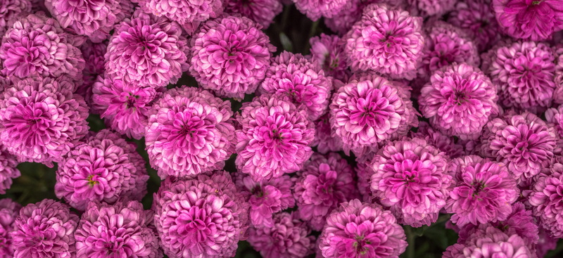 purple, flowers, bunch of flowers, growth, flowering plant, full frame, 4K, outdoors, pink color, garden, close-up, dahlia, petal, beautiful, plants, flower head