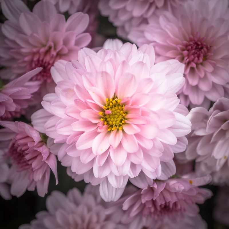 flower head, 2K, outdoors, chrysanthemum, purple, plant, fragility, chrysanthemum festival, tabitha, fall festival, flowers, autumn flowers, close-up