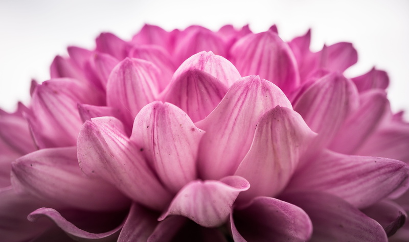 softness, autumn, pink color, dahlia, fall festival, asteraceae, autumn flowers, petal, tabitha, bunch of flowers, beauty, no people, flowering plant, garden