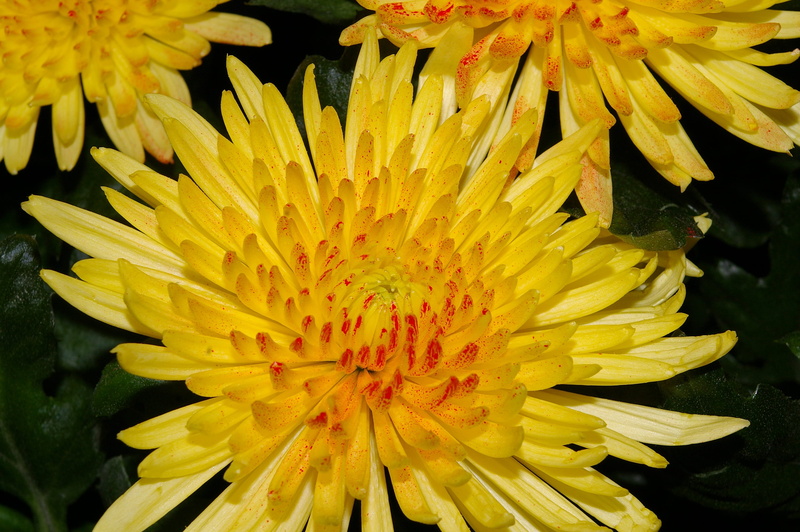 background image, happy, flowering plant, background, beautiful, birthday, 2K, outdoors, chrysanthemums, chrysanthemum, freshness, color, yellow, nursery
