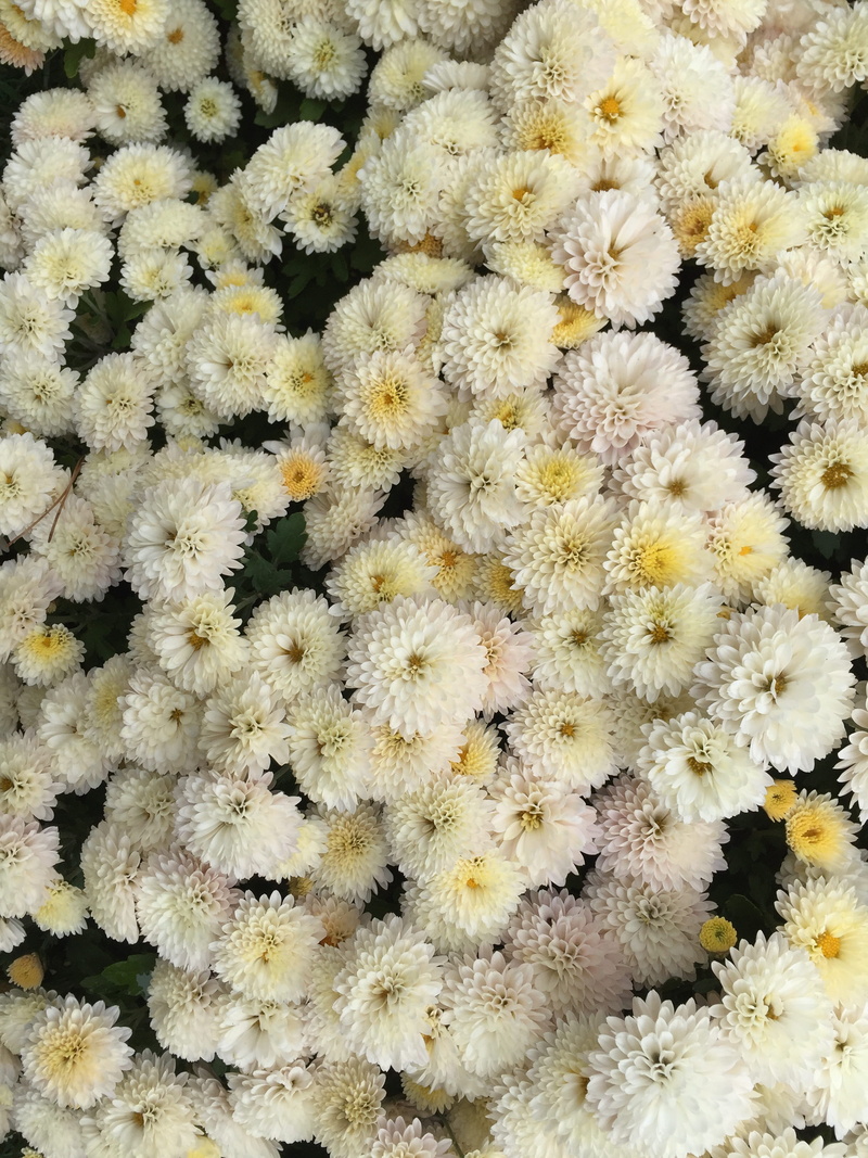 2K, fragility, softness, beauty in nature, full frame, chrysanthemum, inflorescence, growth, no people, backgrounds, day, yellow, flower, festival, flower head