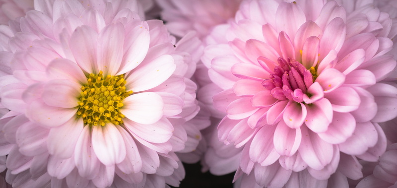petaled, inflorescence, beauty in nature, tabitha, outdoors, freshness, petal, flower, bunch of flowers, close-up, chrysanthemum, asteraceae, no people