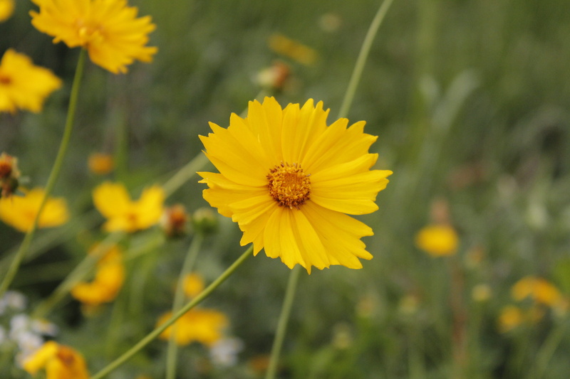 yellow, close-up, plant, pollen, plants, flower, flower gardens, landscape, 5K, freshness, flower head, wildflower, focus on foreground, growth, outdoors