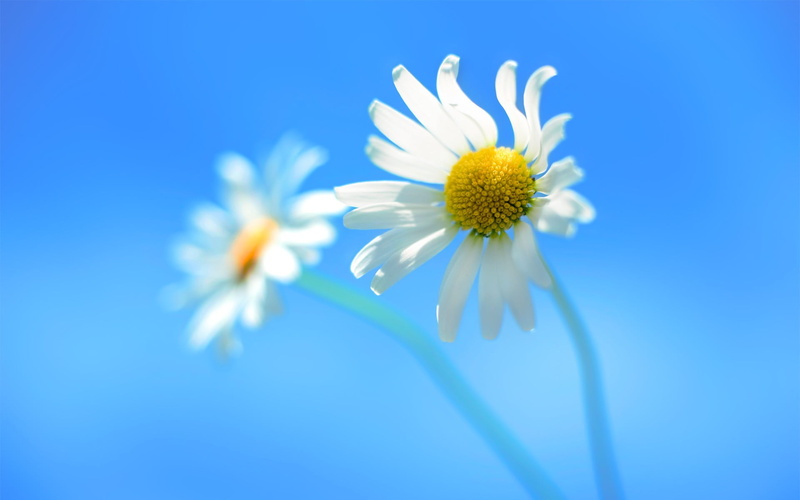 1080P, freshness, vulnerability, flower, outdoors, plant, inflorescence, white color, nature, pollen, no people, flower head, sepal, windows 8, close-up